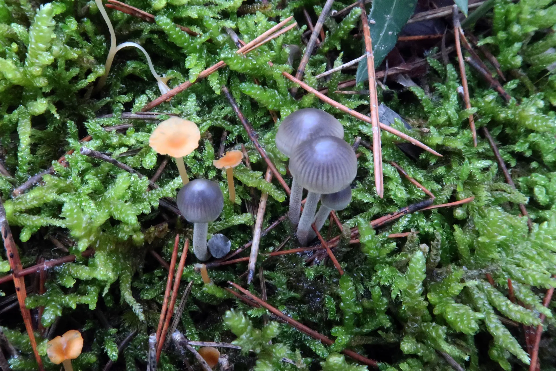 Mycena amicta - 1 - IMG_1961